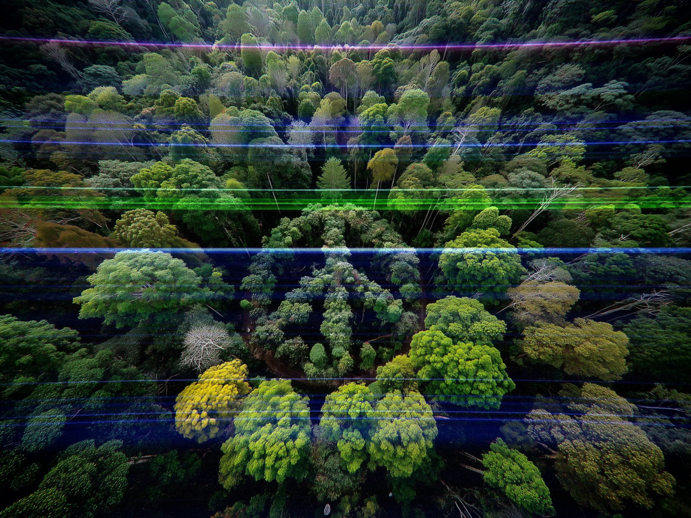 Aerial view of a dense forest with diverse trees and foliage in varying shades of green, with some yellow and brown. The trees form a peace sign shape. Horizontal, multicolored light streaks, including purple, blue, and green, run across the image, giving it a surreal, artistic effect. The forest canopy is lush and vibrant, with tree heights creating a textured pattern. The overall composition has a dreamlike quality.