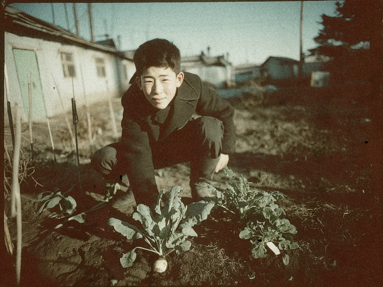 A young boy crouches down in a garden, smiling at the camera. He is dressed in a dark jacket and pants. In front of him, there are leafy plants growing in the soil, with one large turnip visible. The background shows several small buildings with a rustic, weathered appearance. The image has a vintage, sepia-toned quality, giving it an aged look. The sky is clear, and the lighting suggests it is daytime.